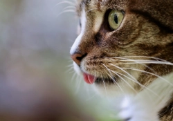 El Gato Domestica