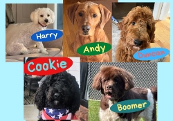 Read to Dogs