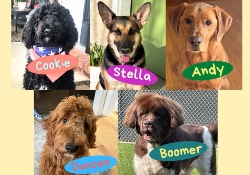 Read to Dogs
