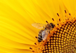 Mysteries of the Honey Bee
