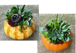 Pumsucculent Project