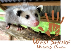 West Shore Wildlife