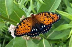 butterfly