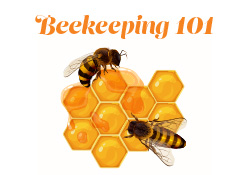 beekeeping 101