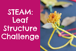 STEAM: Leaf Structure Challenge