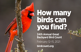 Red cardinal with the text "How Many Birds Will You Find?" The Great Backyard Bird Count