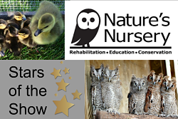 owls and ducklings