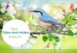 Bluebird sitting in nest in flowering tree