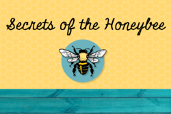 "Secrets of the Honeybee" text with honeycomb background and image of honeybee